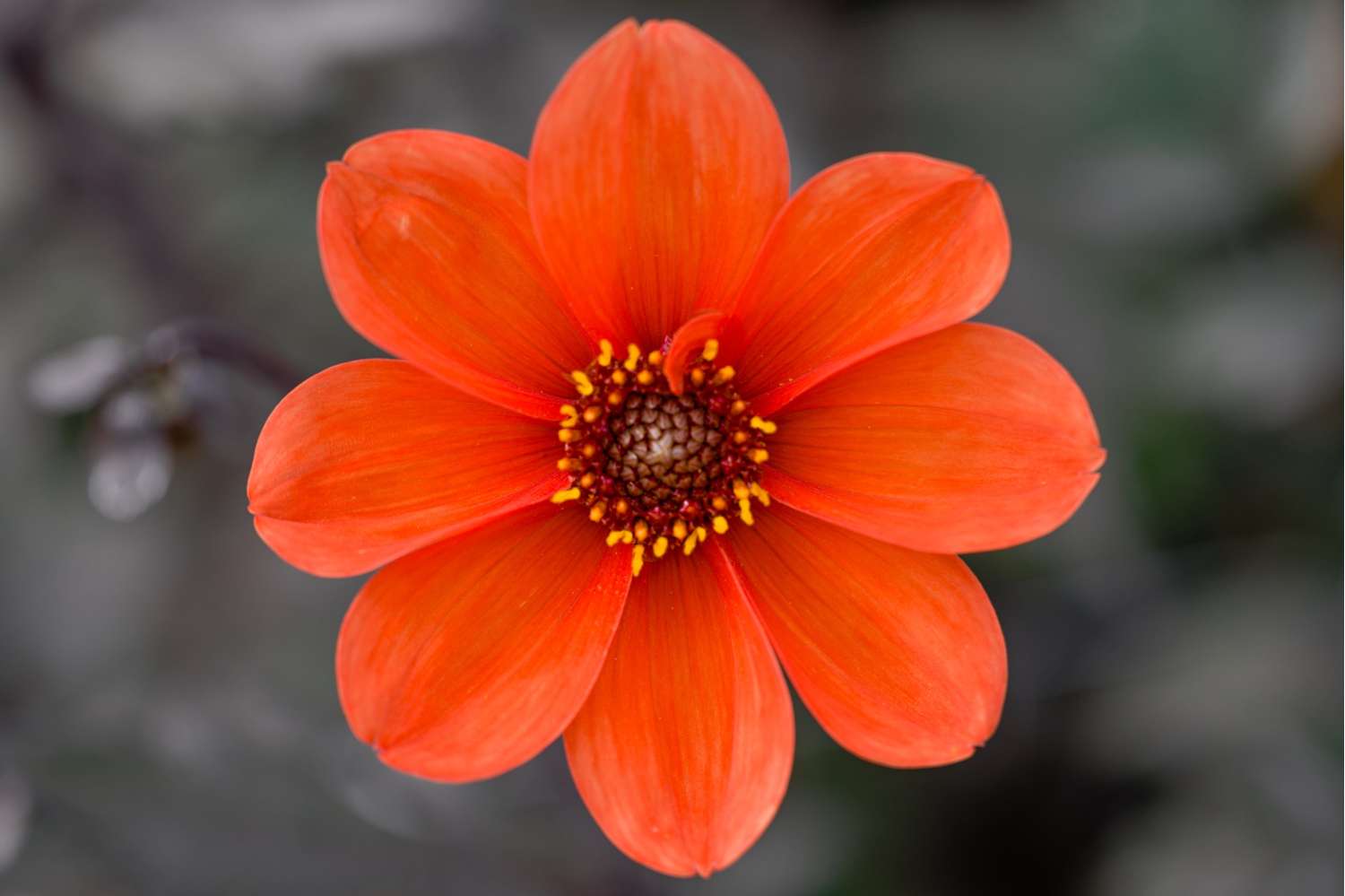 Dahlie 'Bishop of Oxford'